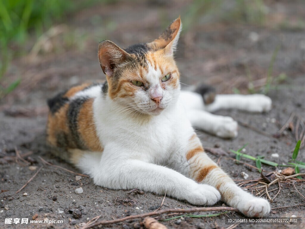 三色猫惬意躺于户外草地