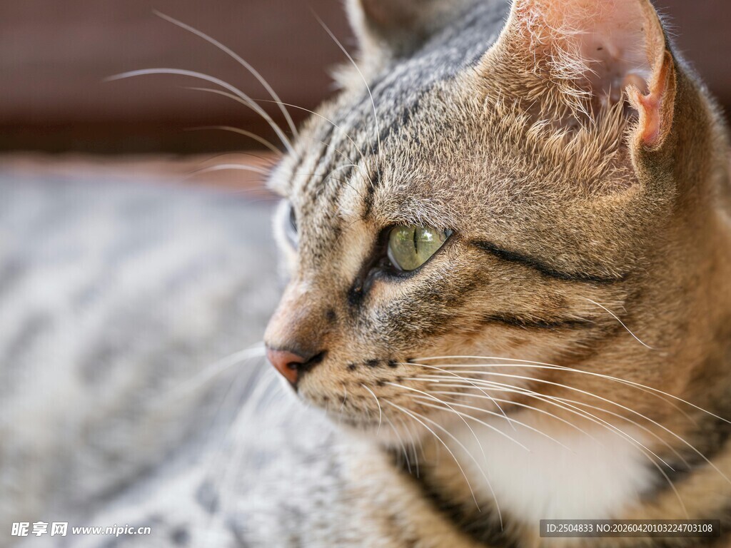 侧头凝视的斑纹猫咪