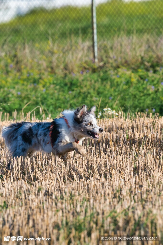 田野中奔跑的帅气牧羊犬