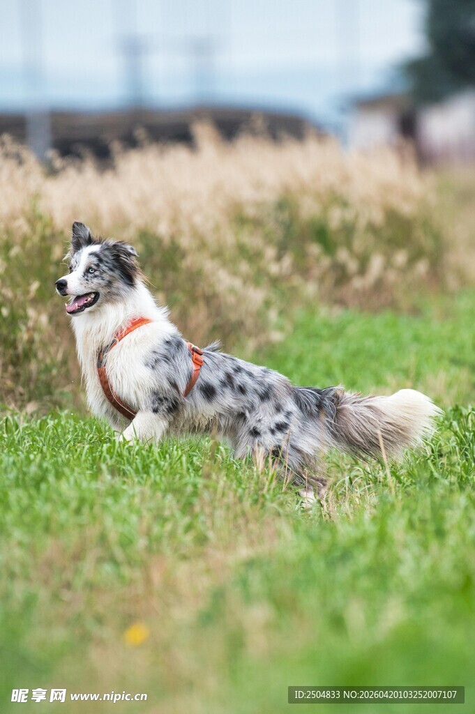 草地中可爱的斑点边牧犬