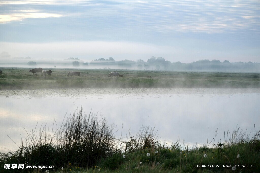 湖畔晨景 薄雾笼罩草与水