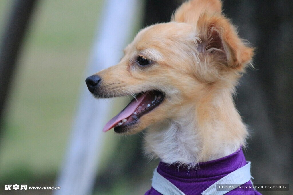 穿紫衣的可爱小狗