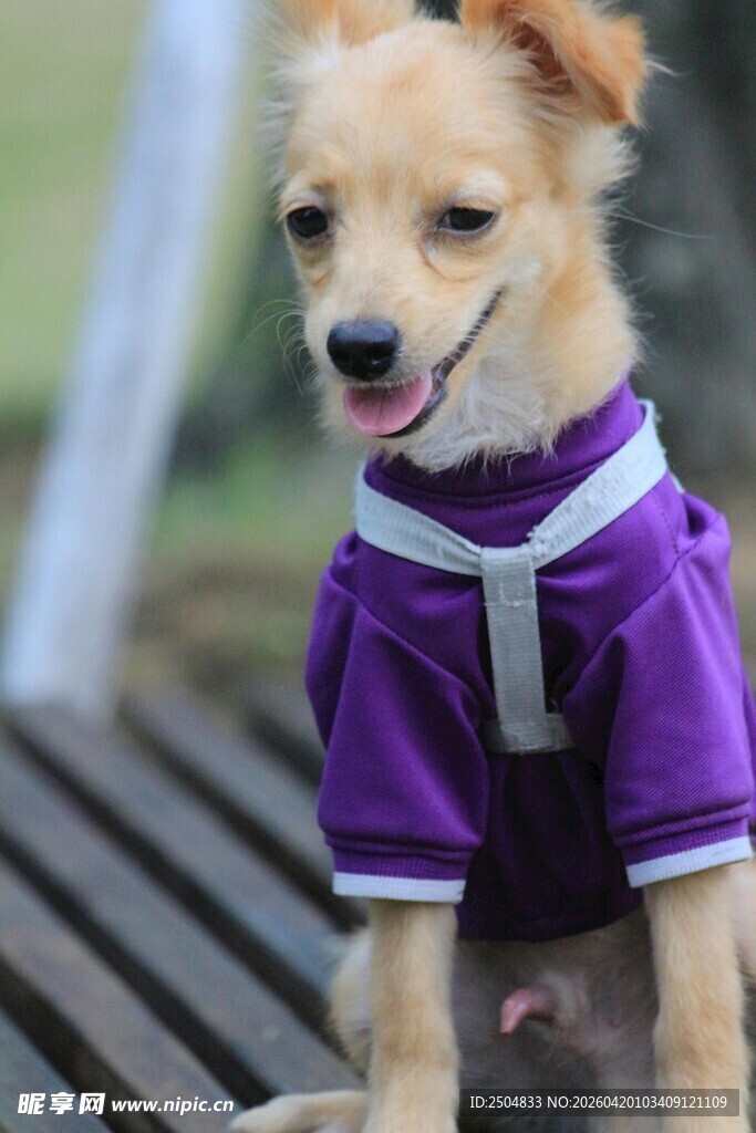 穿紫衣的可爱小狗