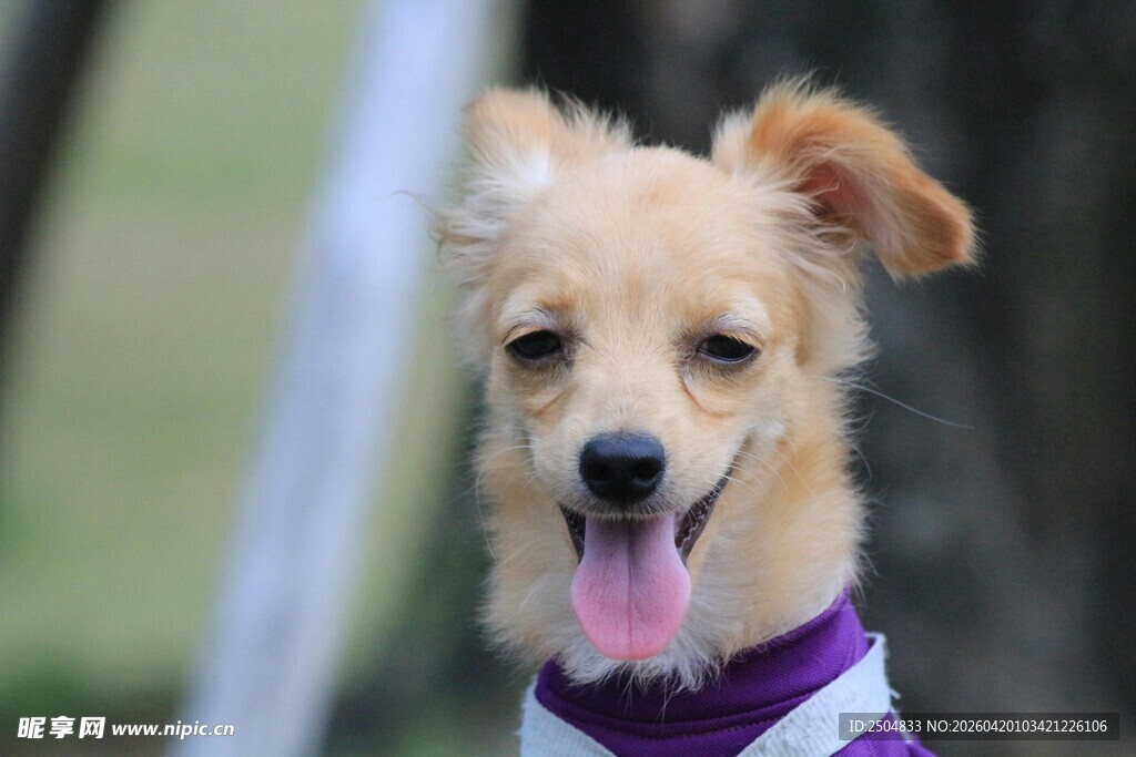 可爱小狗吐舌笑容灿烂