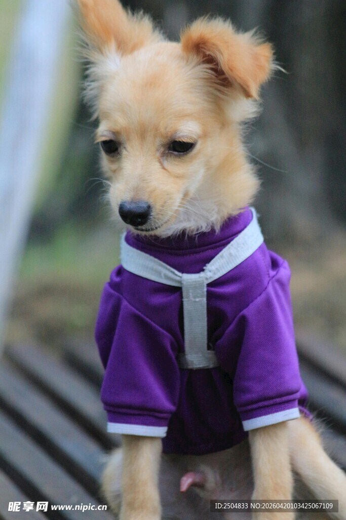穿紫衣的可爱小狗