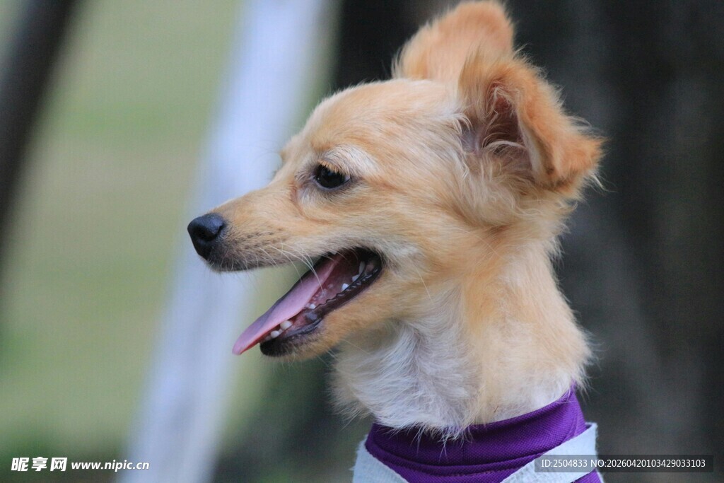 可爱紫项圈小狗侧颜