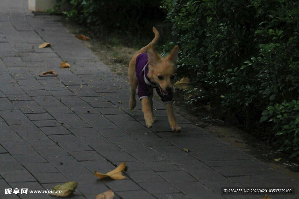 秋日小路上的可爱狗狗
