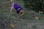 穿紫衣小狗嗅闻草地