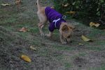 穿紫衣小狗在草地嗅闻