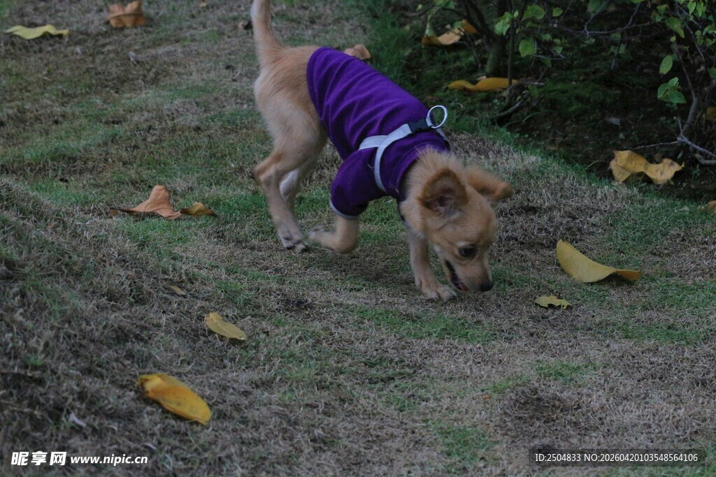 穿紫衣小狗在草地嗅闻