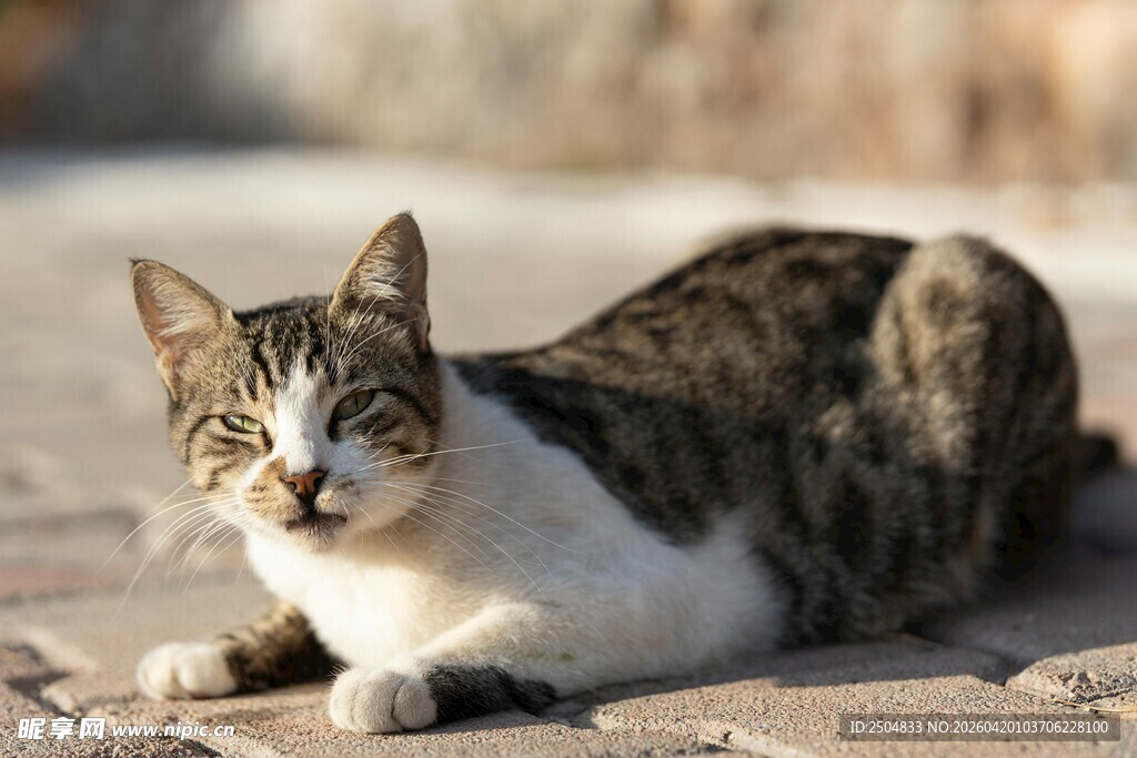 慵懒猫咪惬意趴地