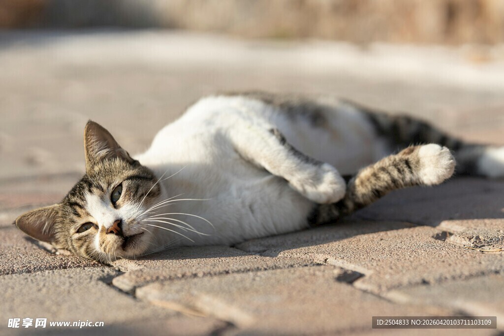 阳光下惬意躺卧的猫咪