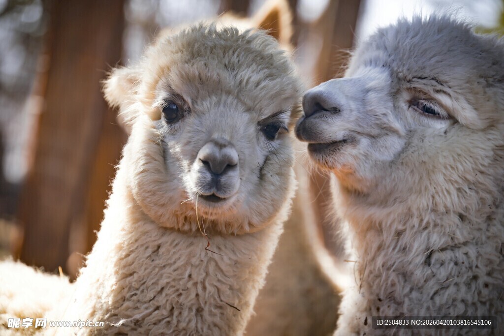 亲昵羊驼互动瞬间