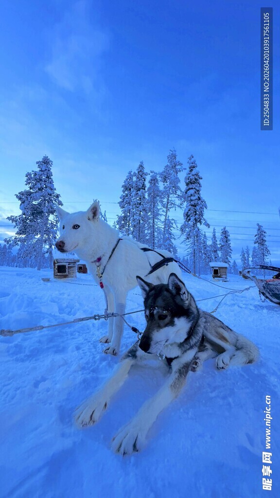雪地中的 雪橇犬