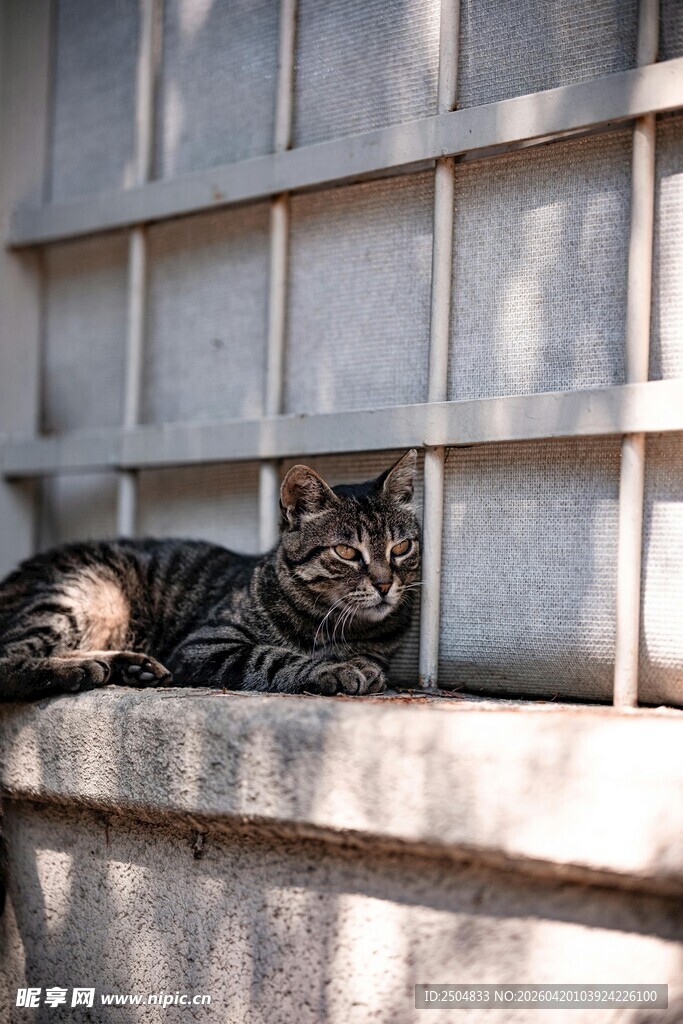 窗台上休憩的花纹猫咪