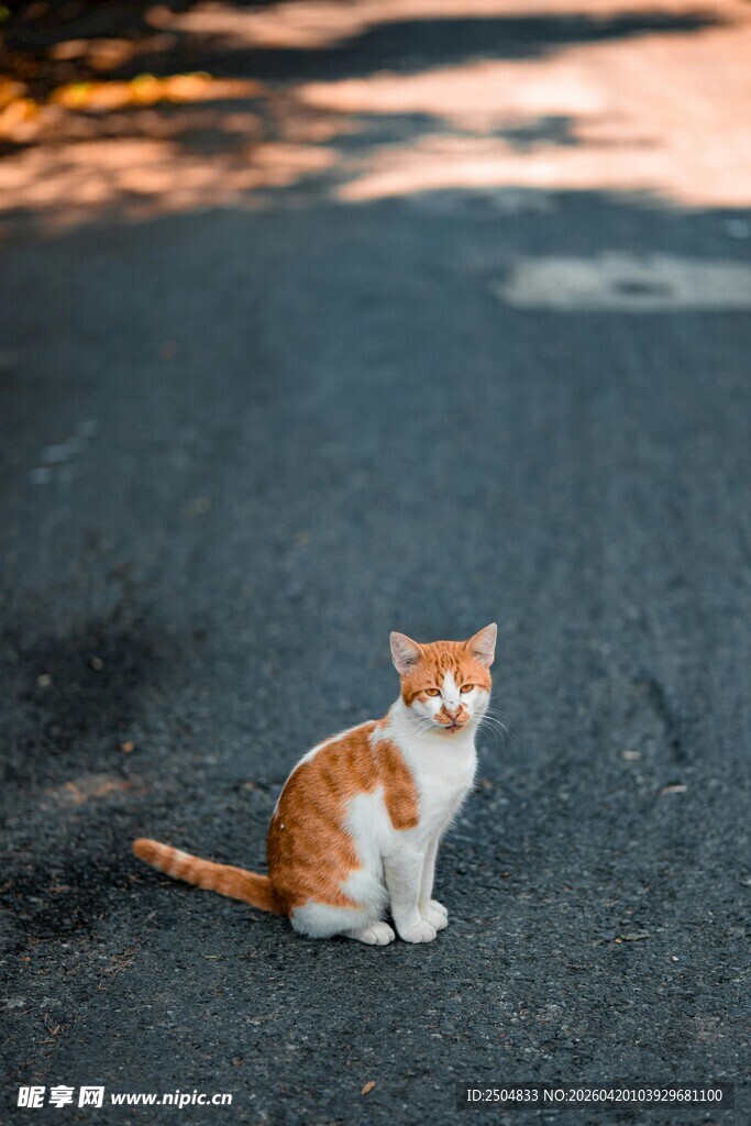 路边的萌猫