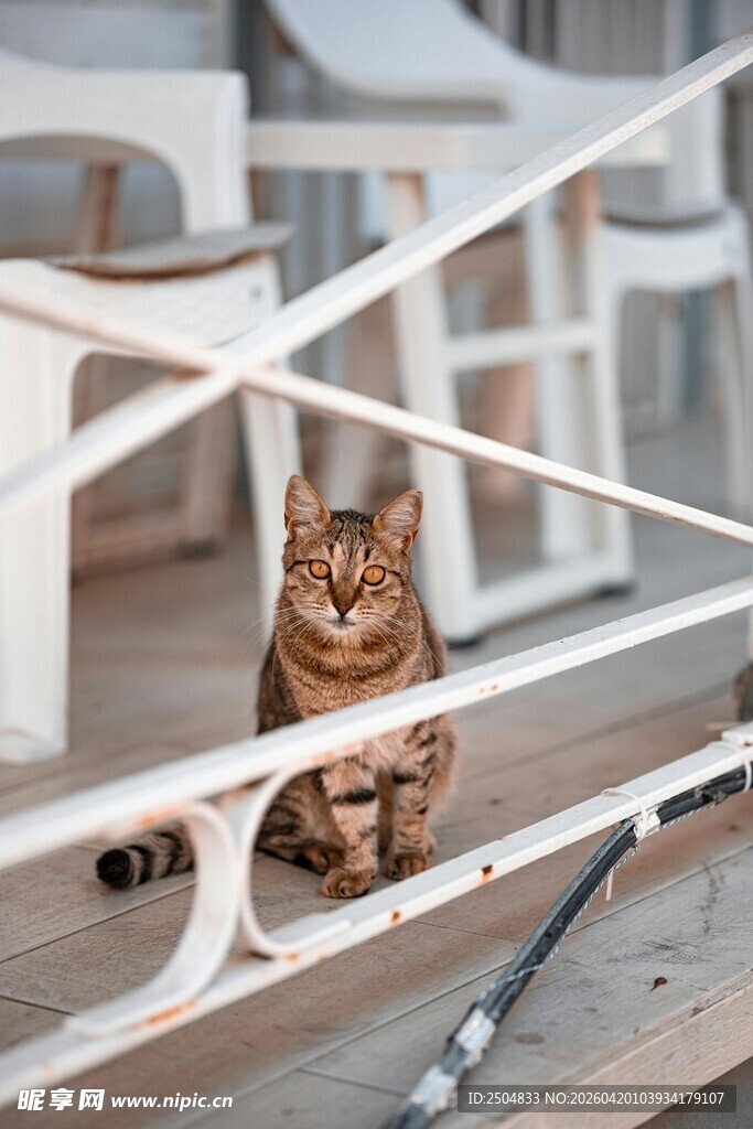 窗边可爱猫咪的惬意时刻