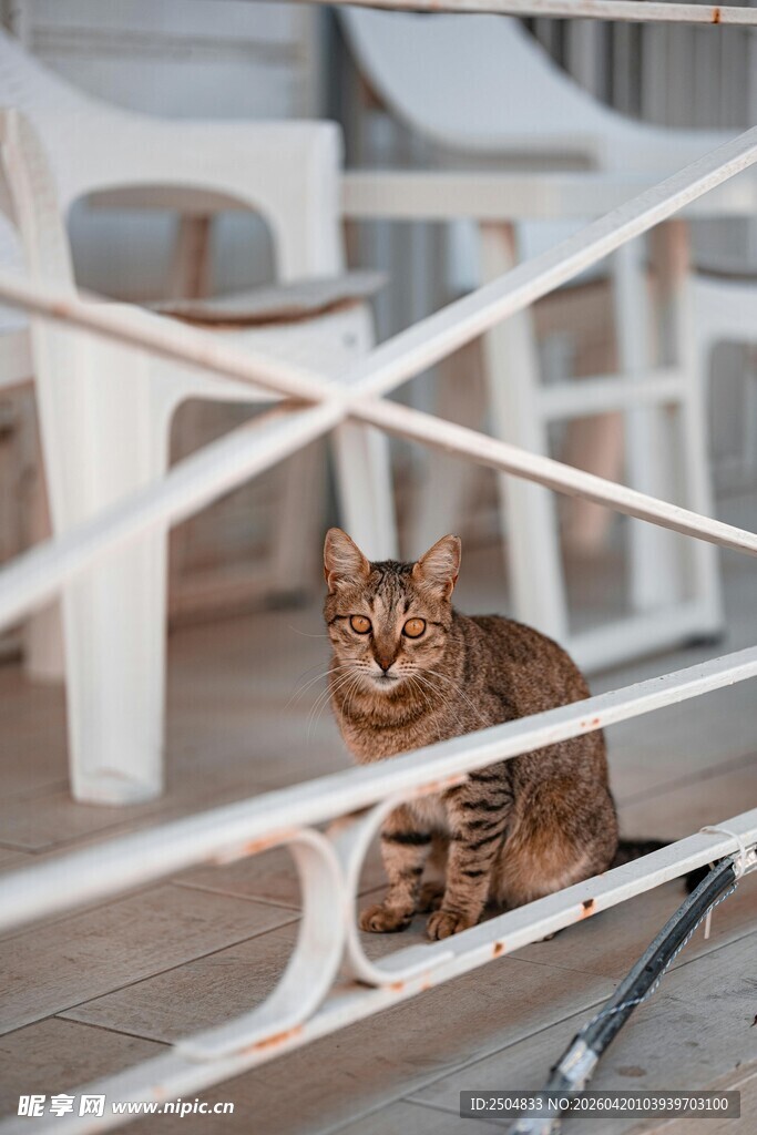 栏杆上的猫咪