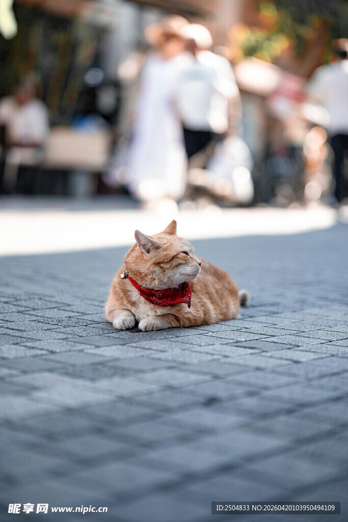 街头惬意猫咪