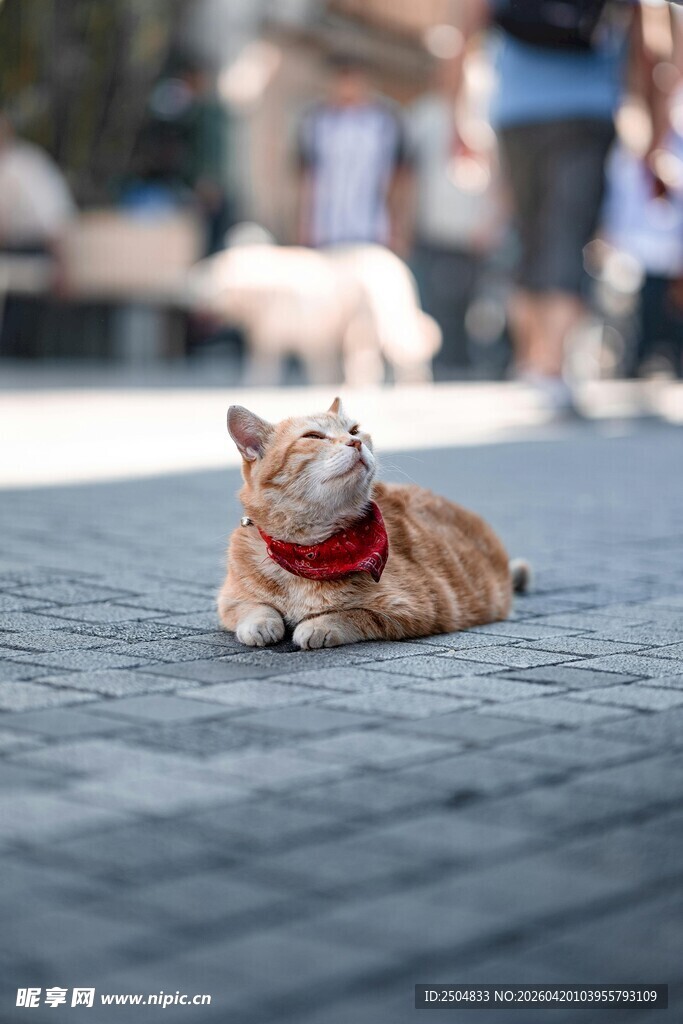 街头惬意趴卧的可爱猫咪
