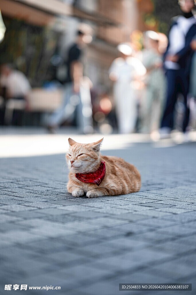 街头悠闲猫咪