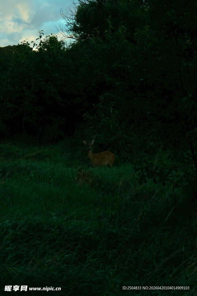 黄昏下的静谧森林