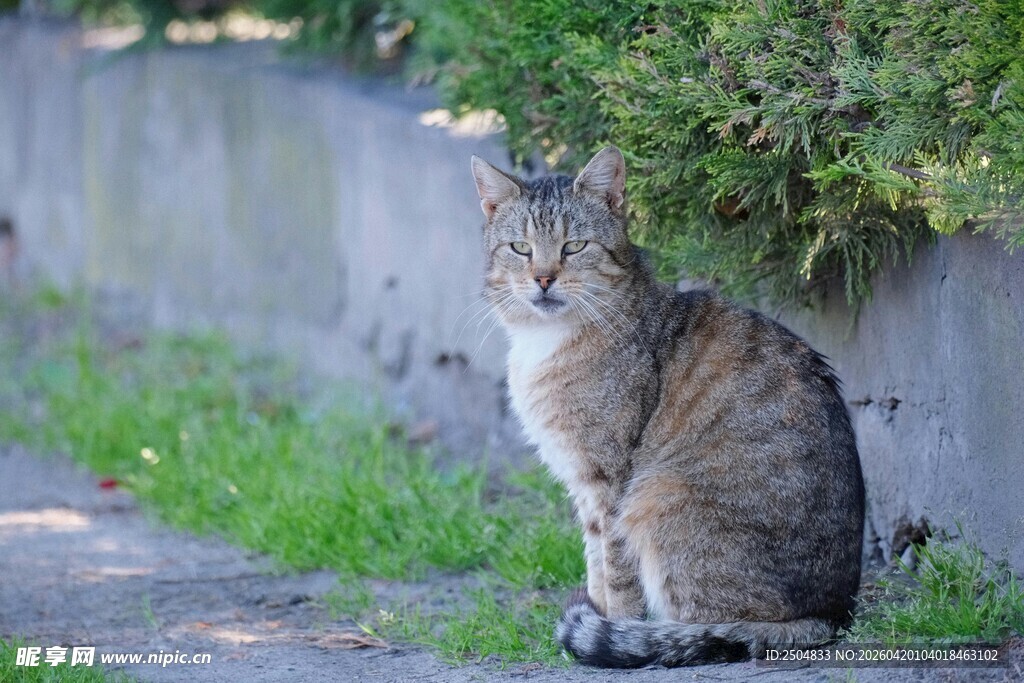 路边蹲坐的斑纹猫咪