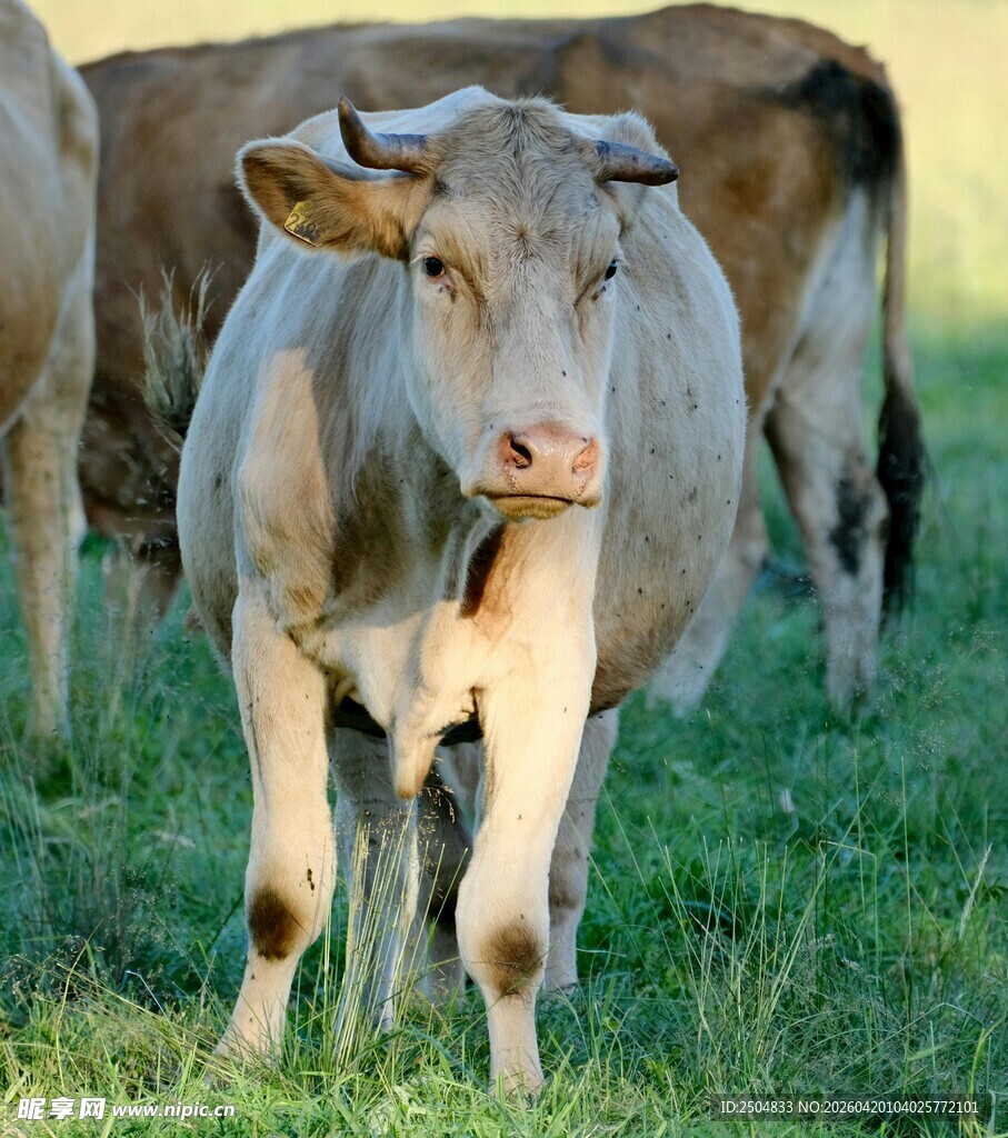 草地上的牛群