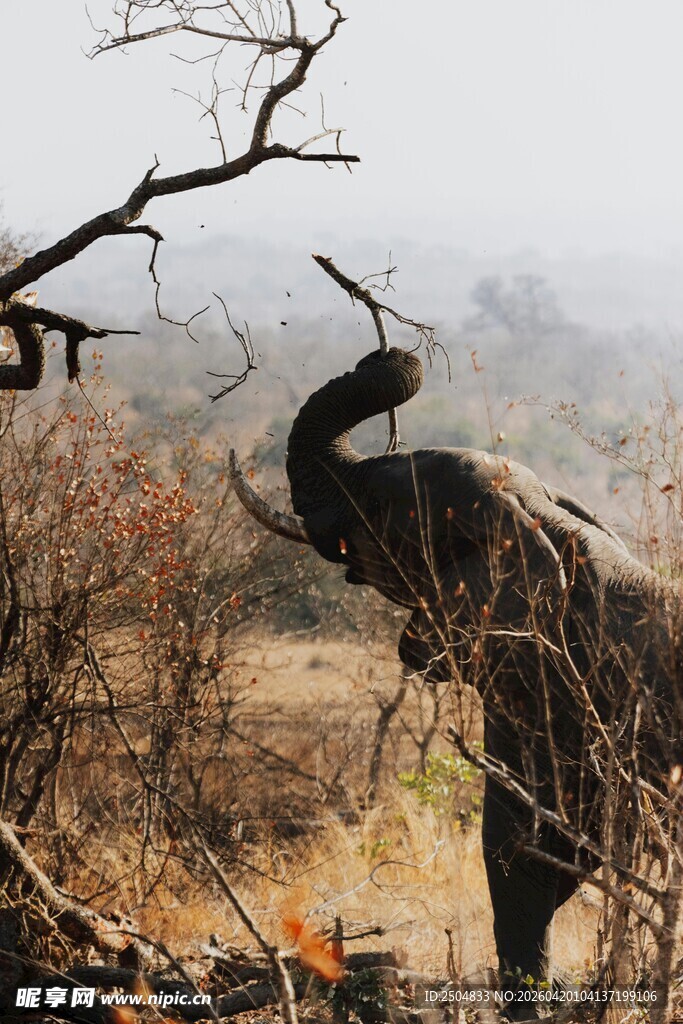 荒野中扬起鼻子的大象