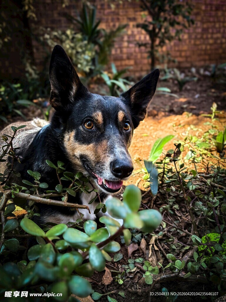 田园里的可爱黑棕犬