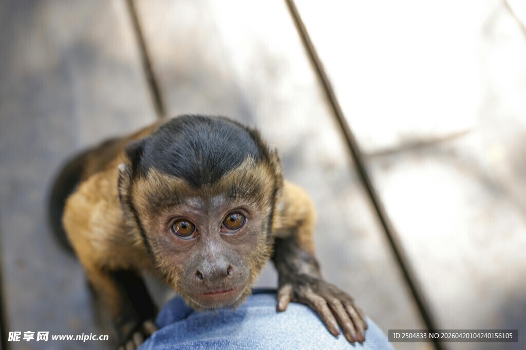 小猴依偎在人手边