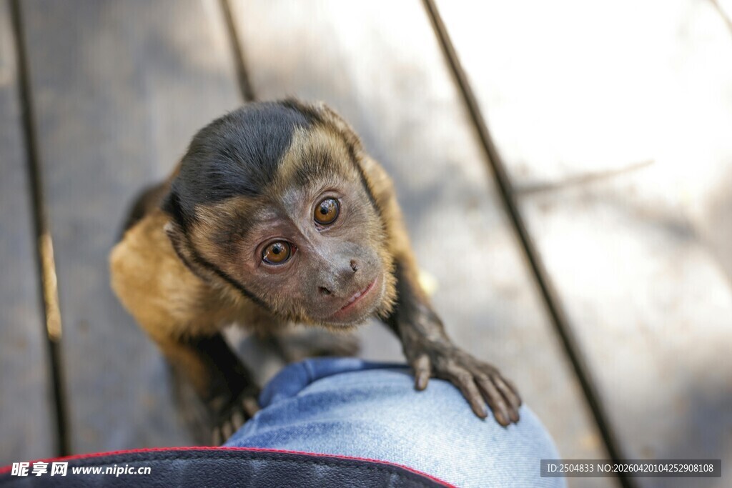 小猴乖巧趴在人腿上