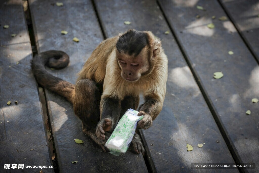 猴子手持瓶子坐在木板上