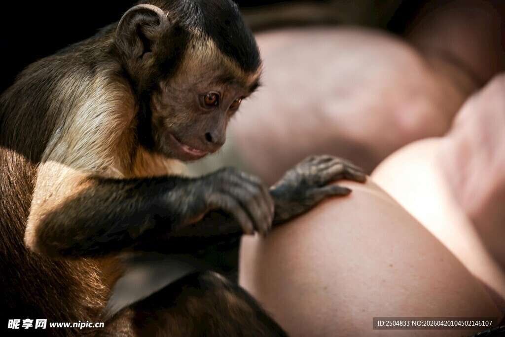 猴子轻抚人类腹部画面