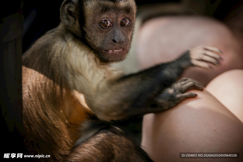 小猴依偎在人类怀中