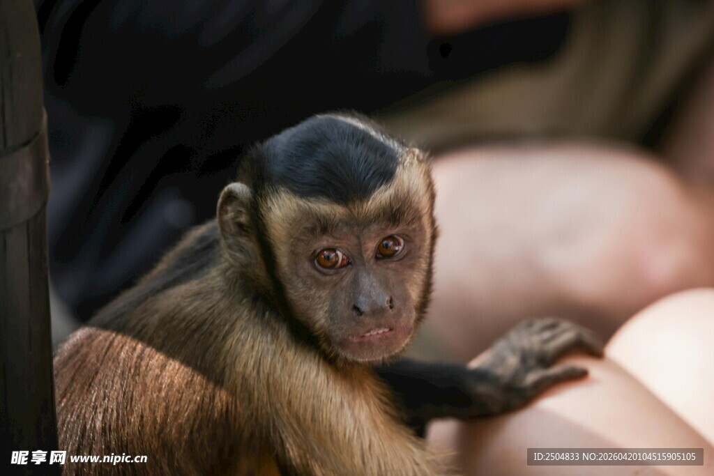 可爱僧帽猴与人亲密互动