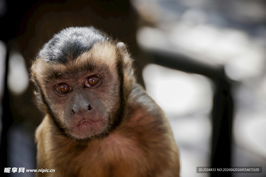 可爱小猴特写