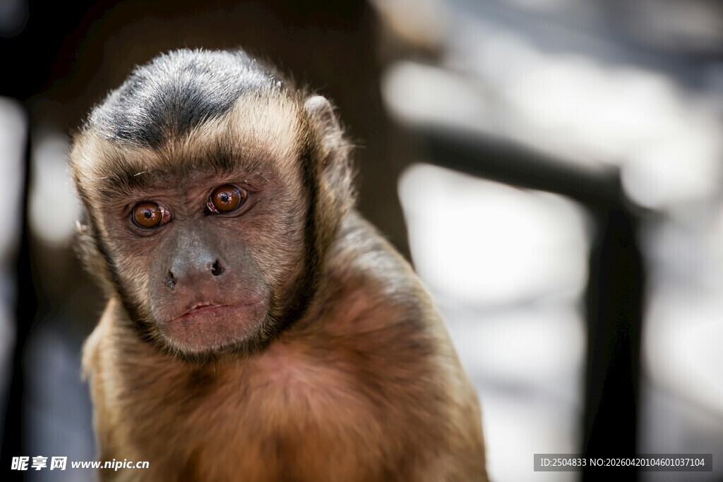 表情严肃的猴子