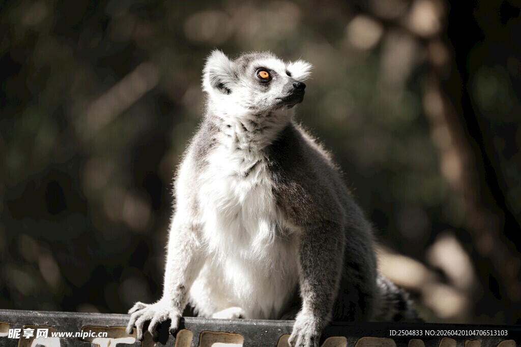 环尾狐猴抬头张望