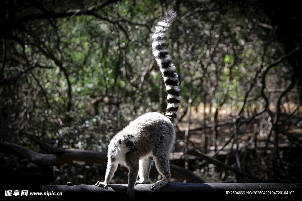 环尾狐猴在林间进食