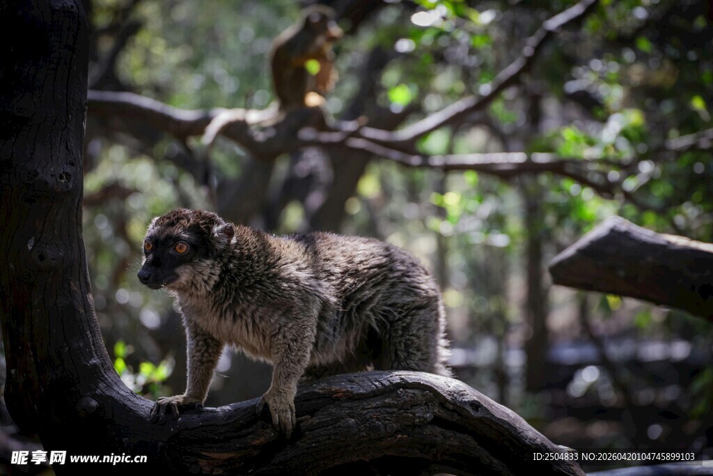 林中狐猴栖息于枝头