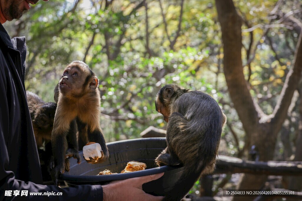 人猴互动喂食场景