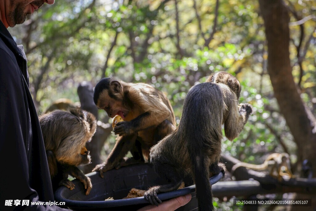 人与猴的亲密互动瞬间
