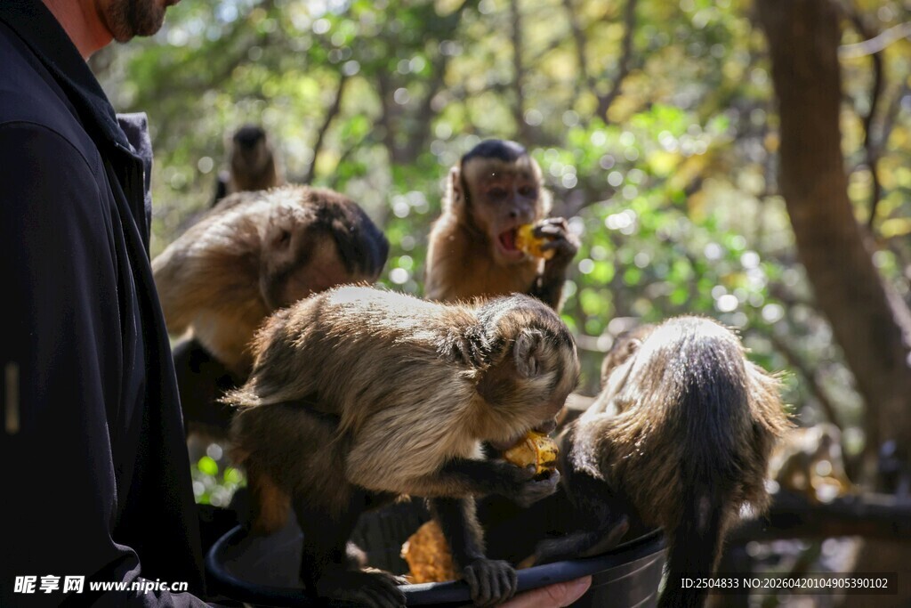 人与猴子互动的温馨场景