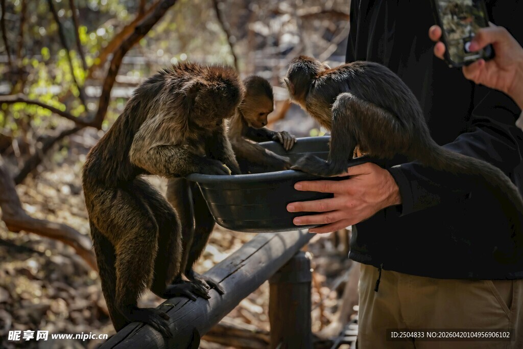 人与猴子亲密互动场景