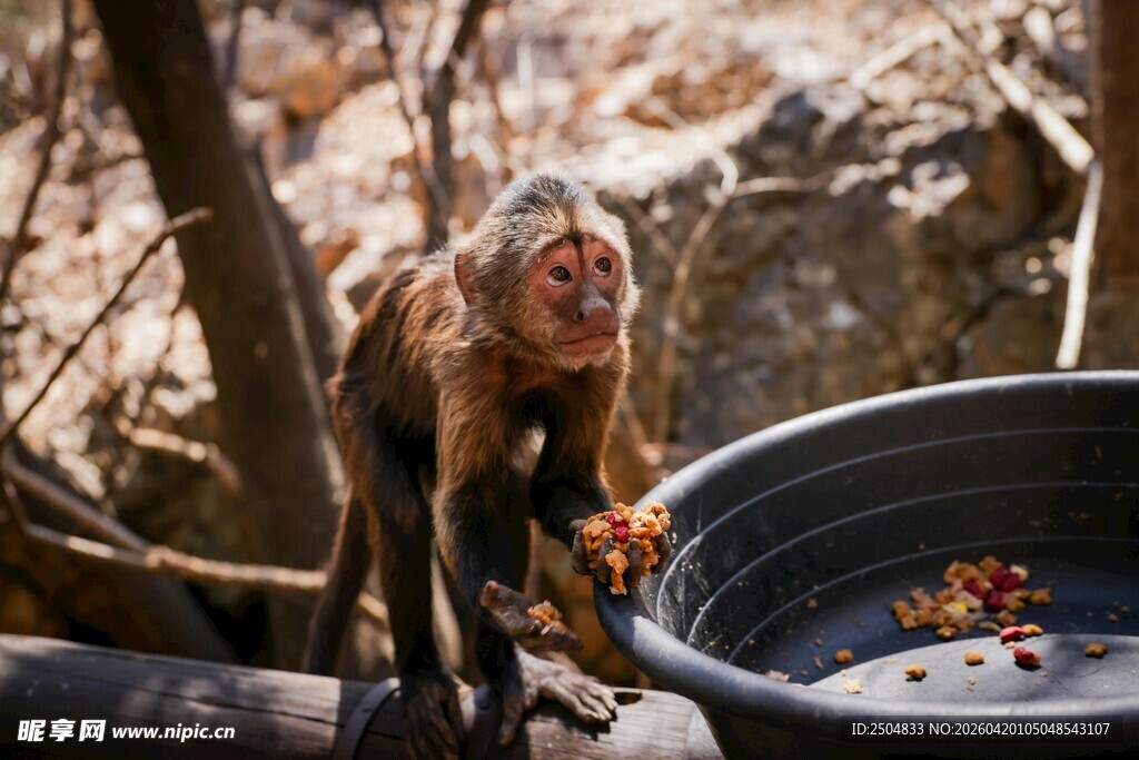 猴子在盆边进食