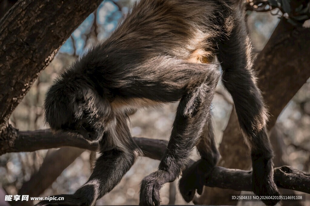 挂在树枝上的黑叶猴