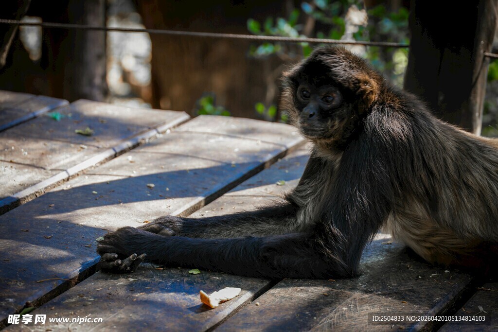 独坐木台的长臂猿