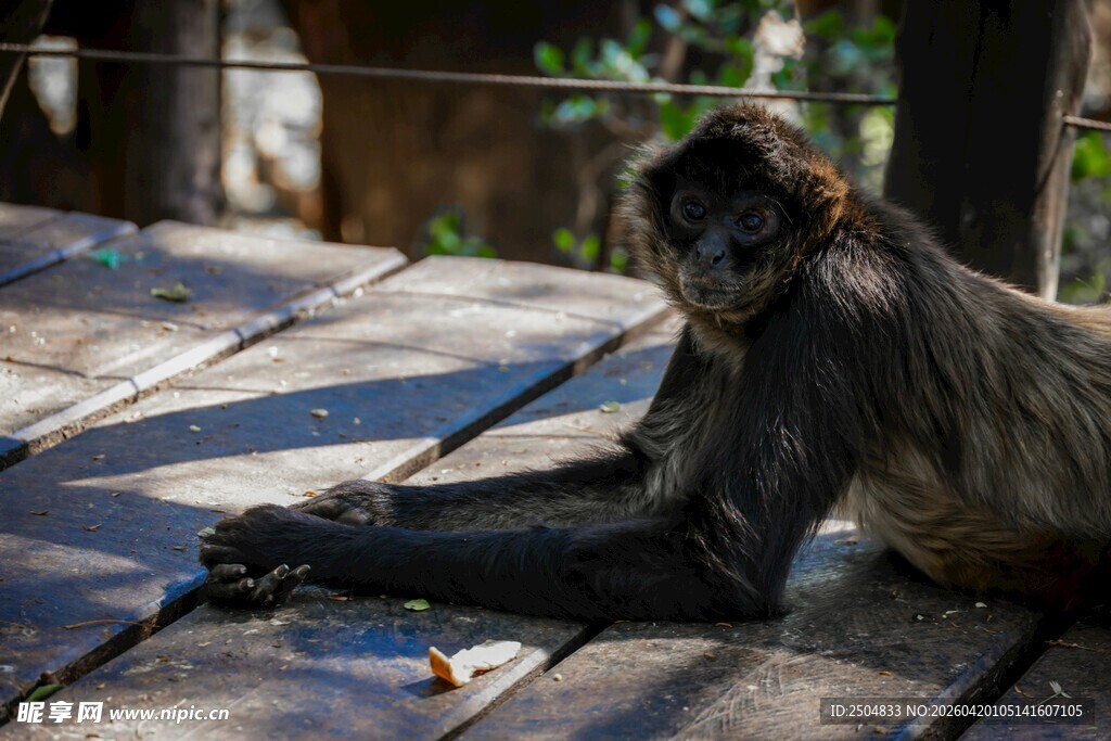 长臂猿悠闲躺于木质平台