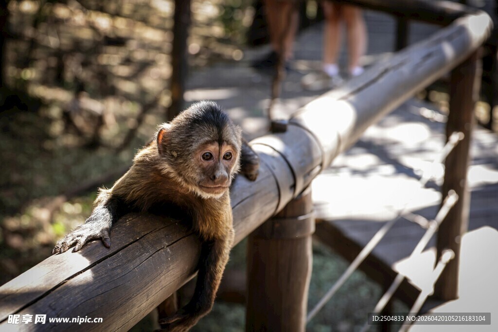 栏杆上的猴子